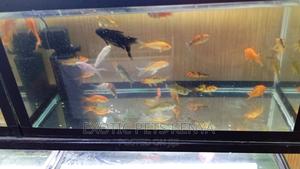 Goldfish for Sale - thumbnail 2