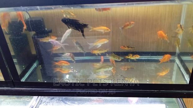 Goldfish for Sale - main view