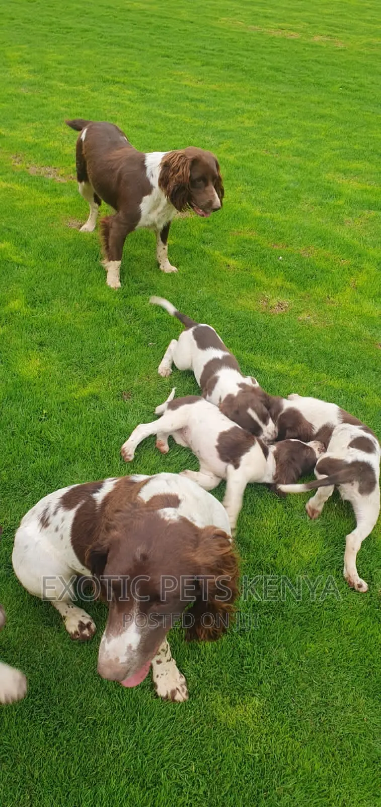 1-3 months Male Purebred English Springer Spaniel