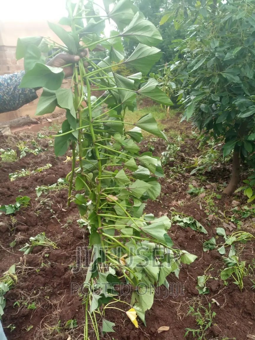 Super Vines