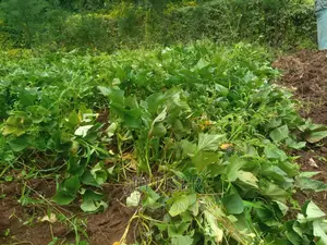 Super Vines
