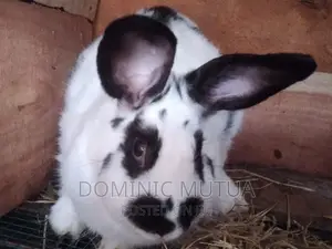 Kitengela Rabbitry F1