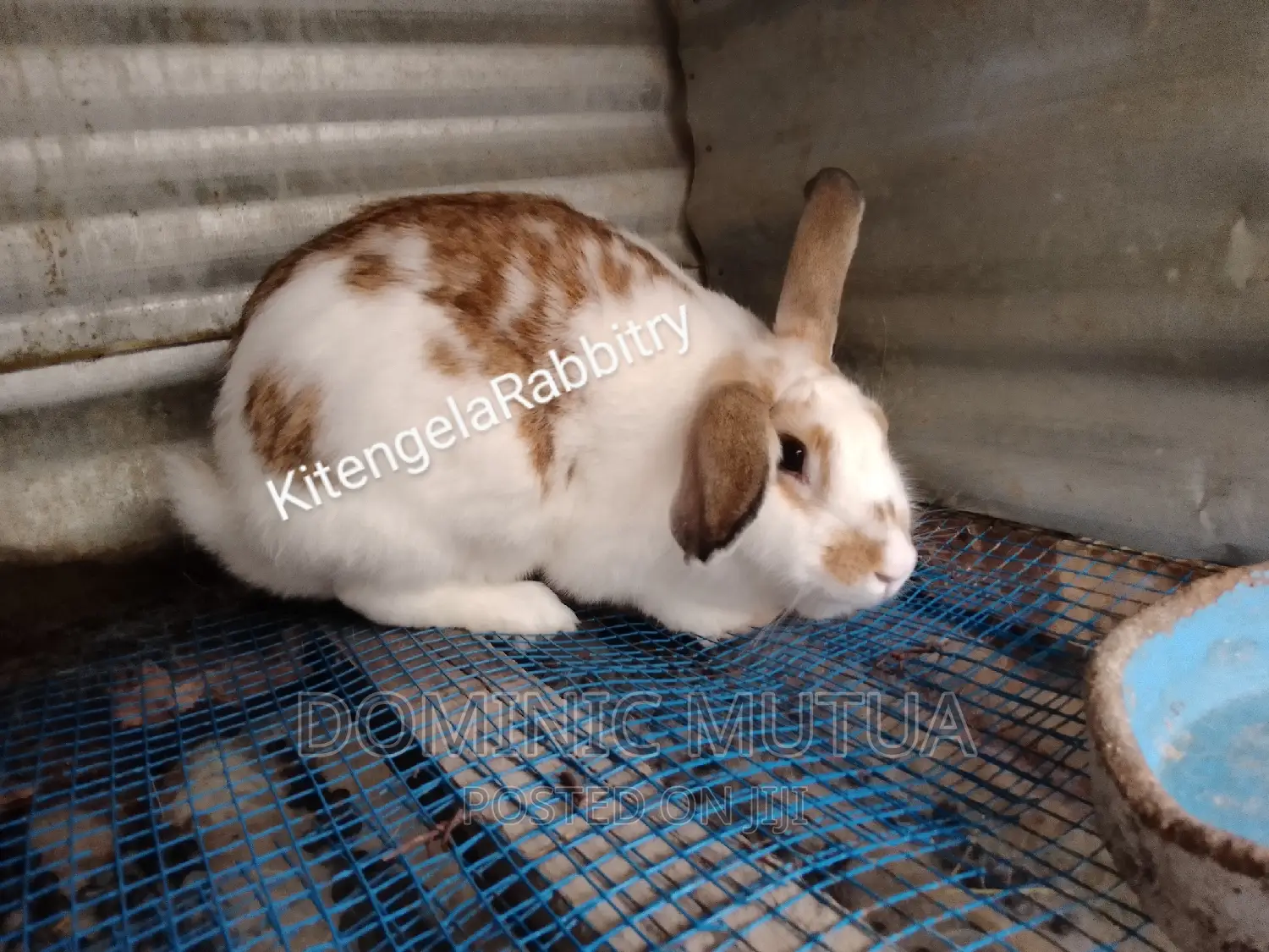 Kitengela Rabbitry F1