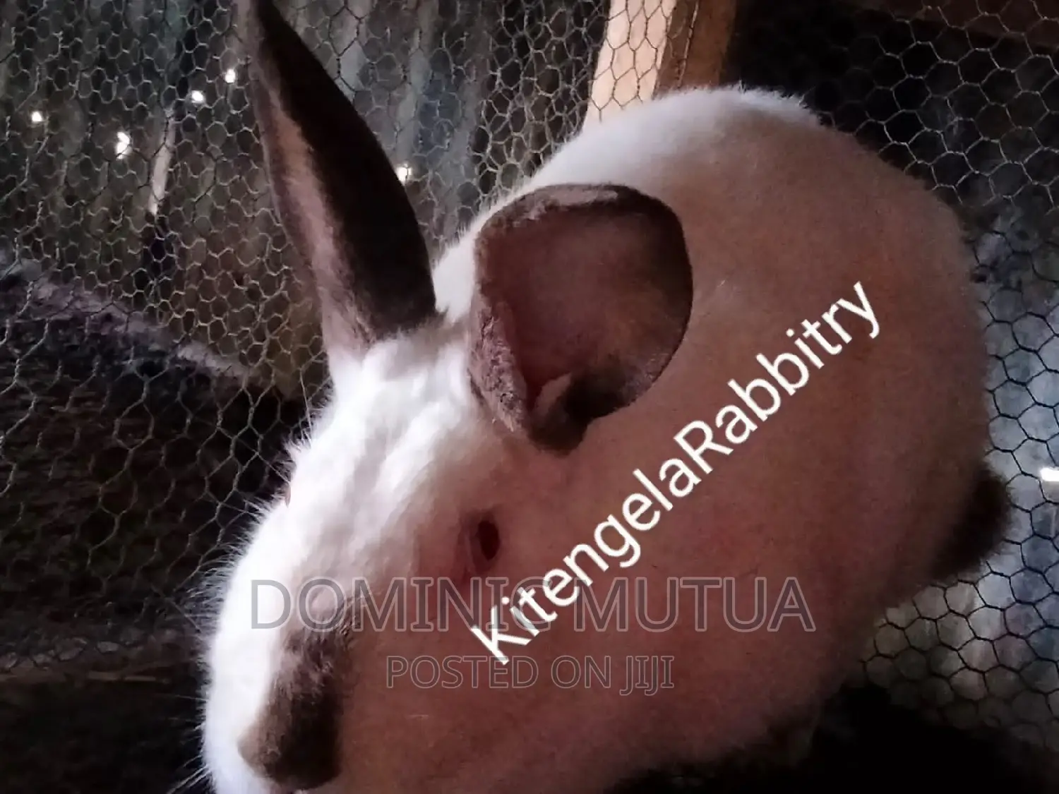 Kitengela Rabbitry F1