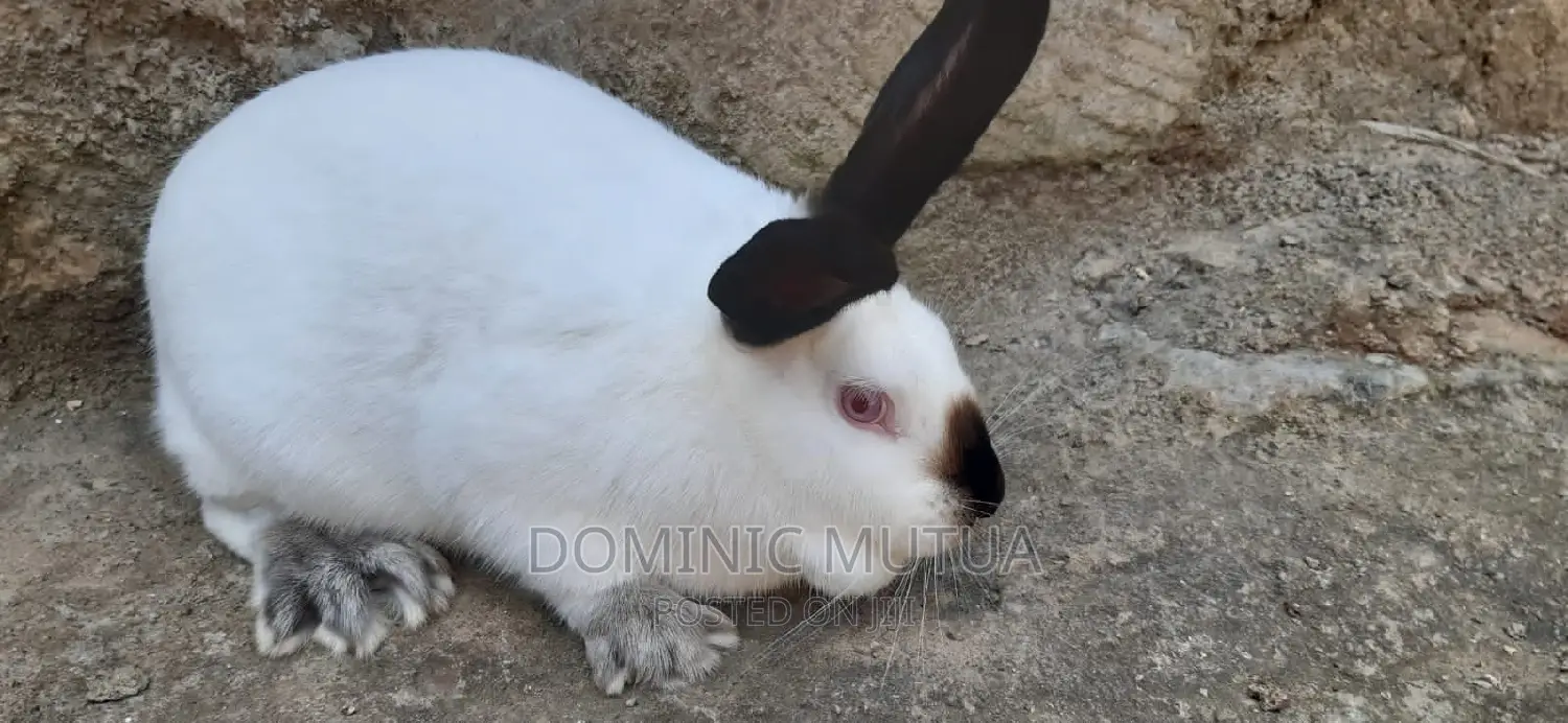 Kitengela Rabbitry F1