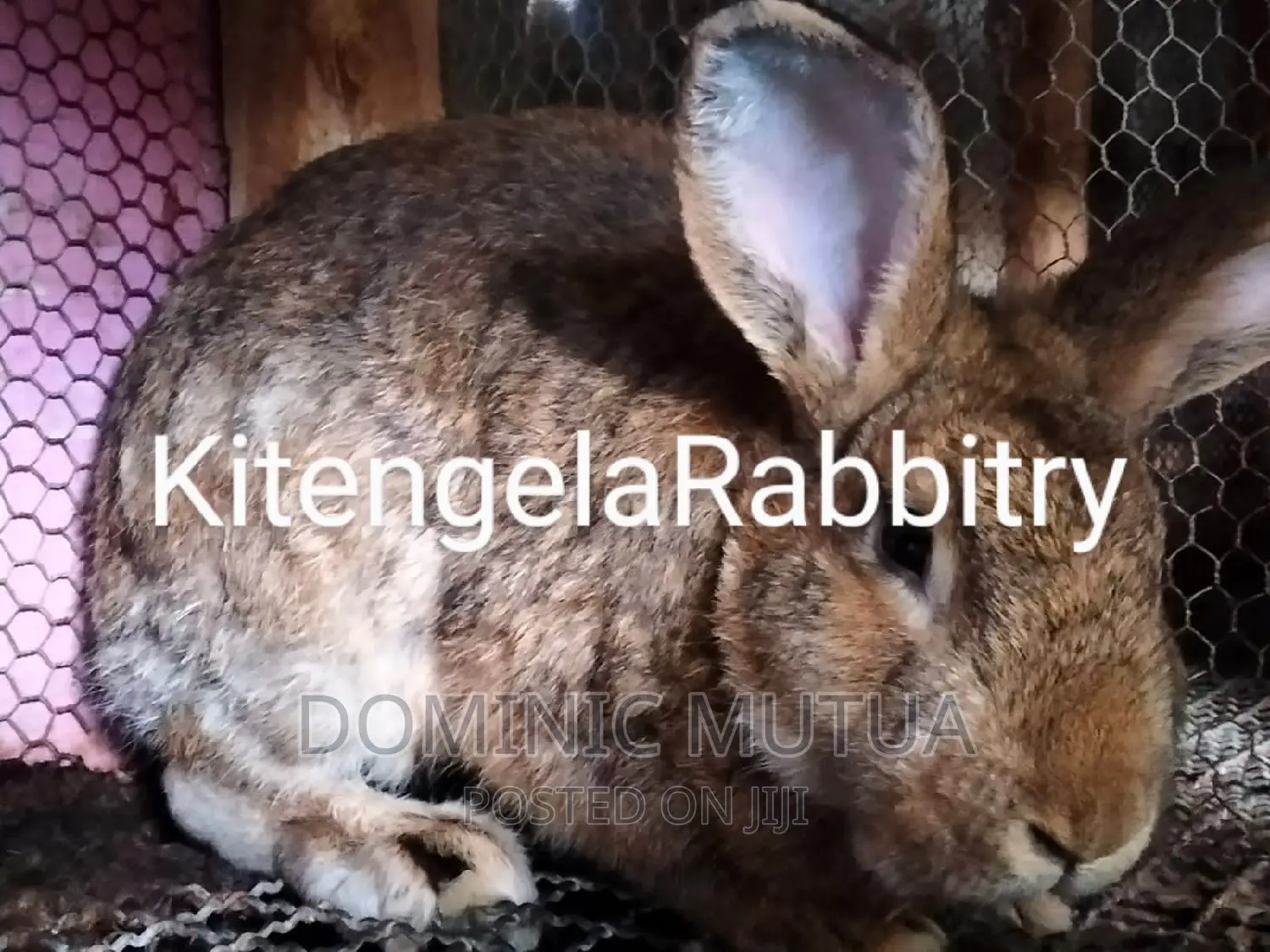 Kitengela Rabbitry F1