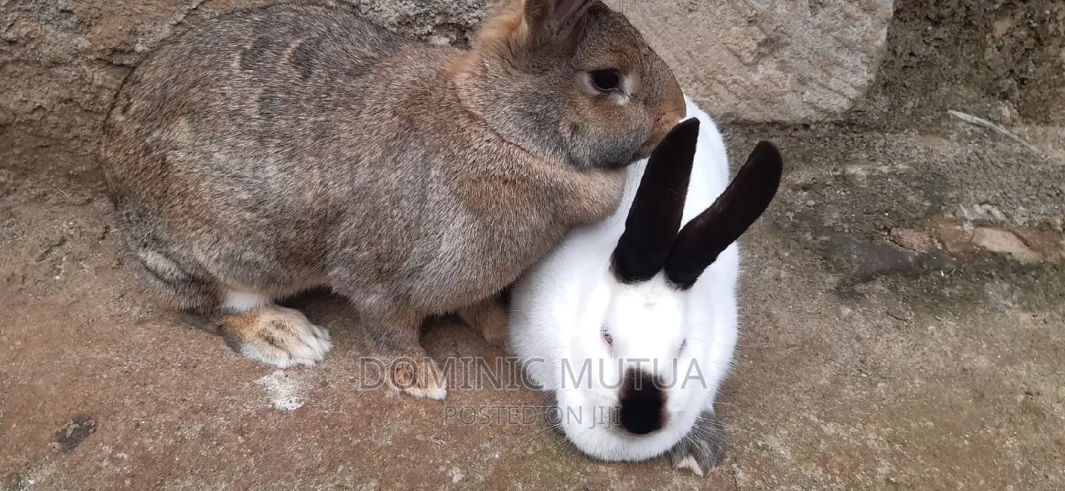 Kitengela Rabbitry F1