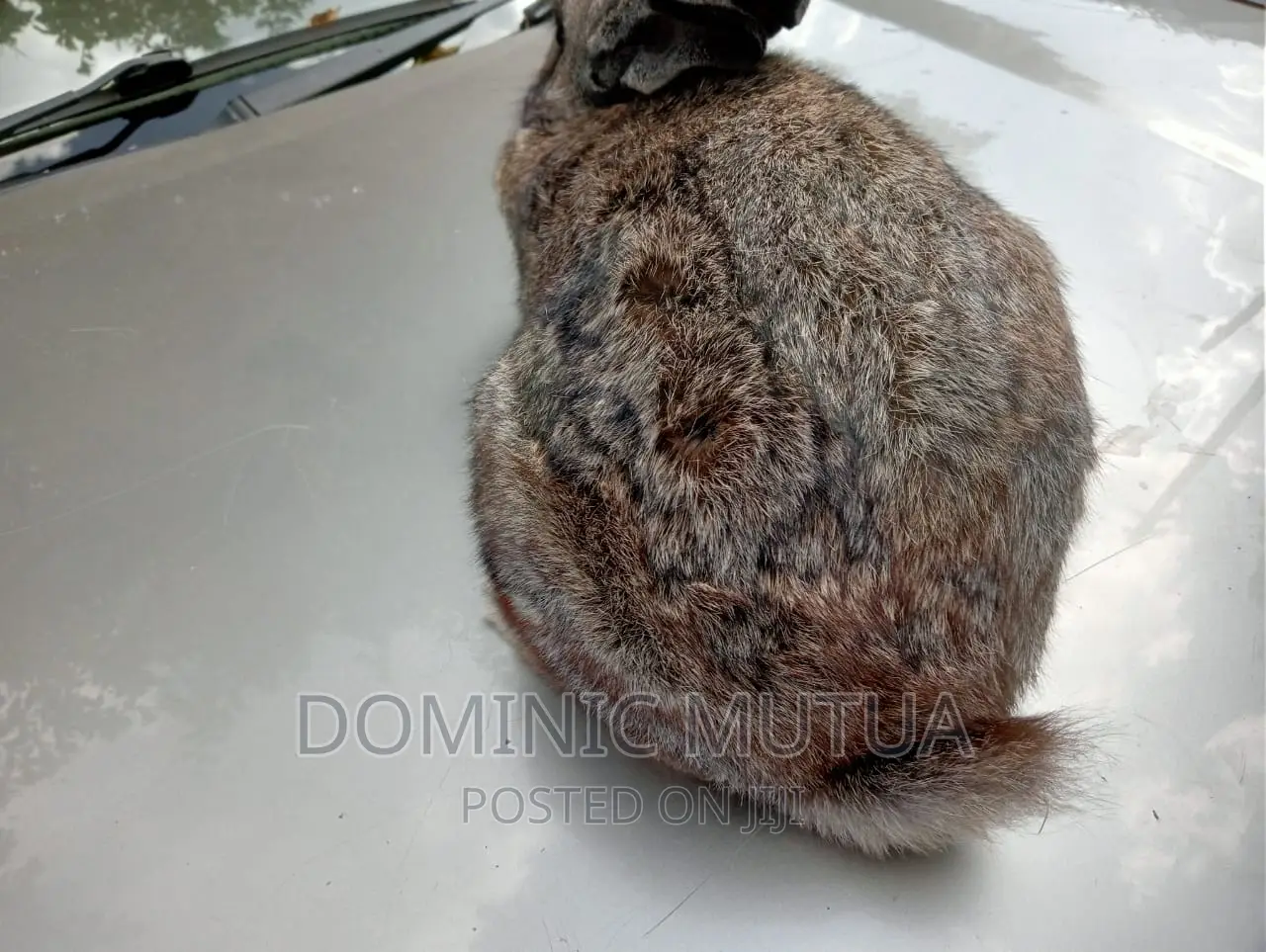 Kitengela Rabbitry F1