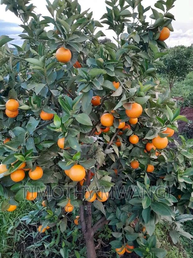 Pixie Seedlings - main view