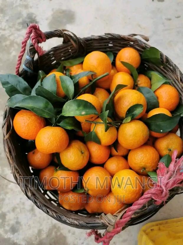 Pixie Seedlings - thumbnail 3