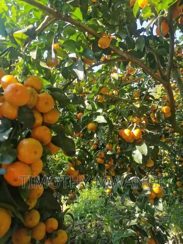 Pixie Seedlings - thumbnail 4