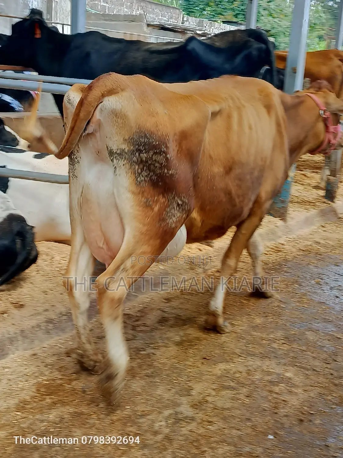 Pure Pedigree Jersey for Sale