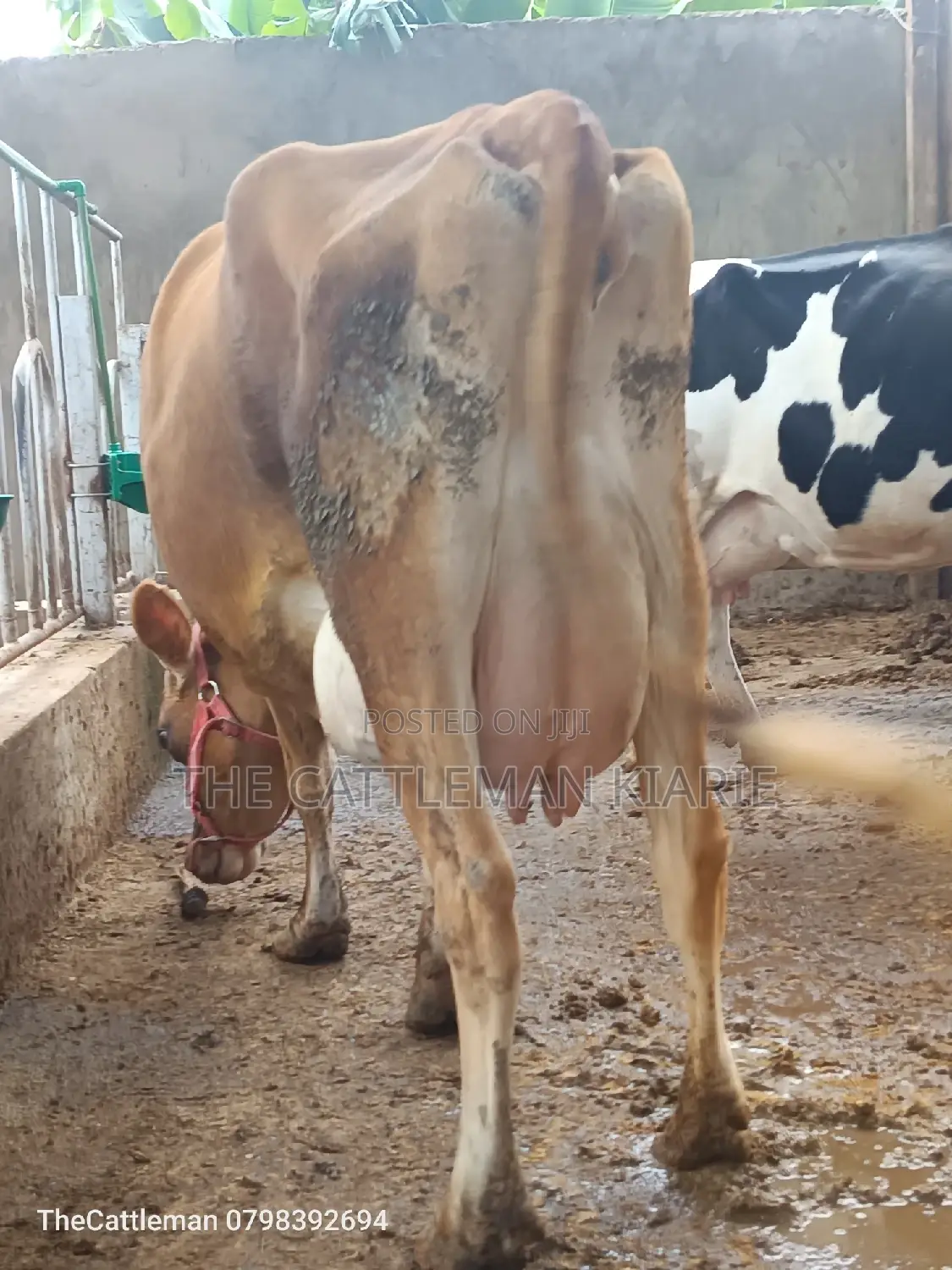 Pure Pedigree Jersey for Sale
