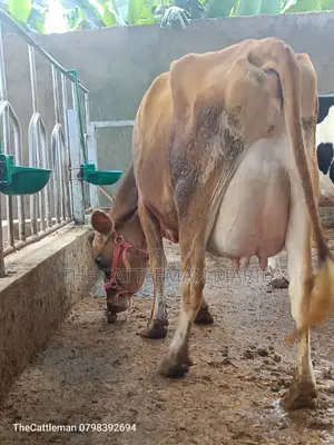 Pure Pedigree Jersey for Sale