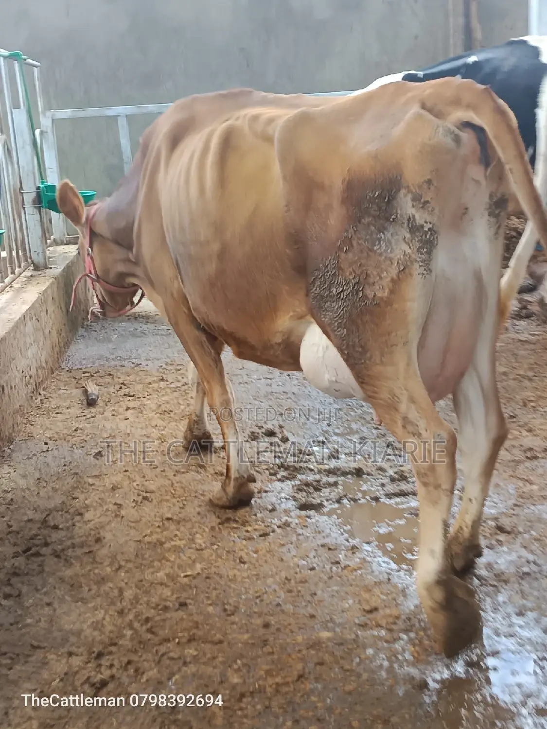 Pure Pedigree Jersey for Sale