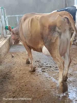 Pure Pedigree Jersey for Sale