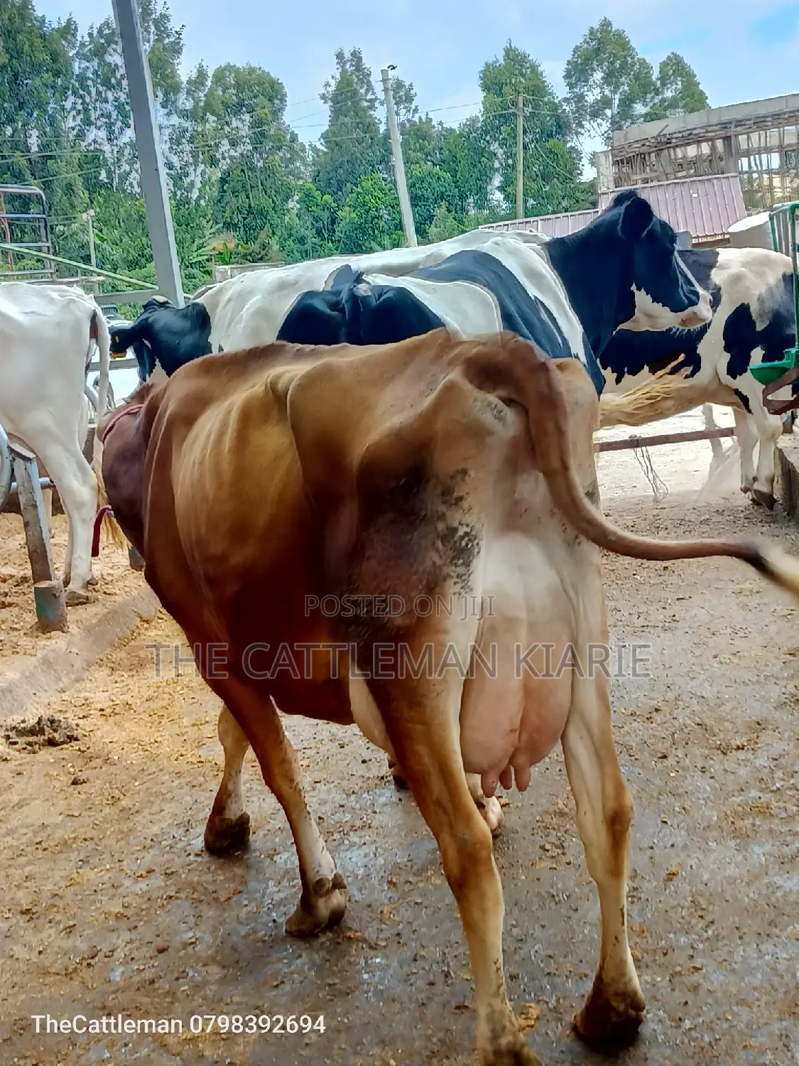 Pure Pedigree Jersey for Sale