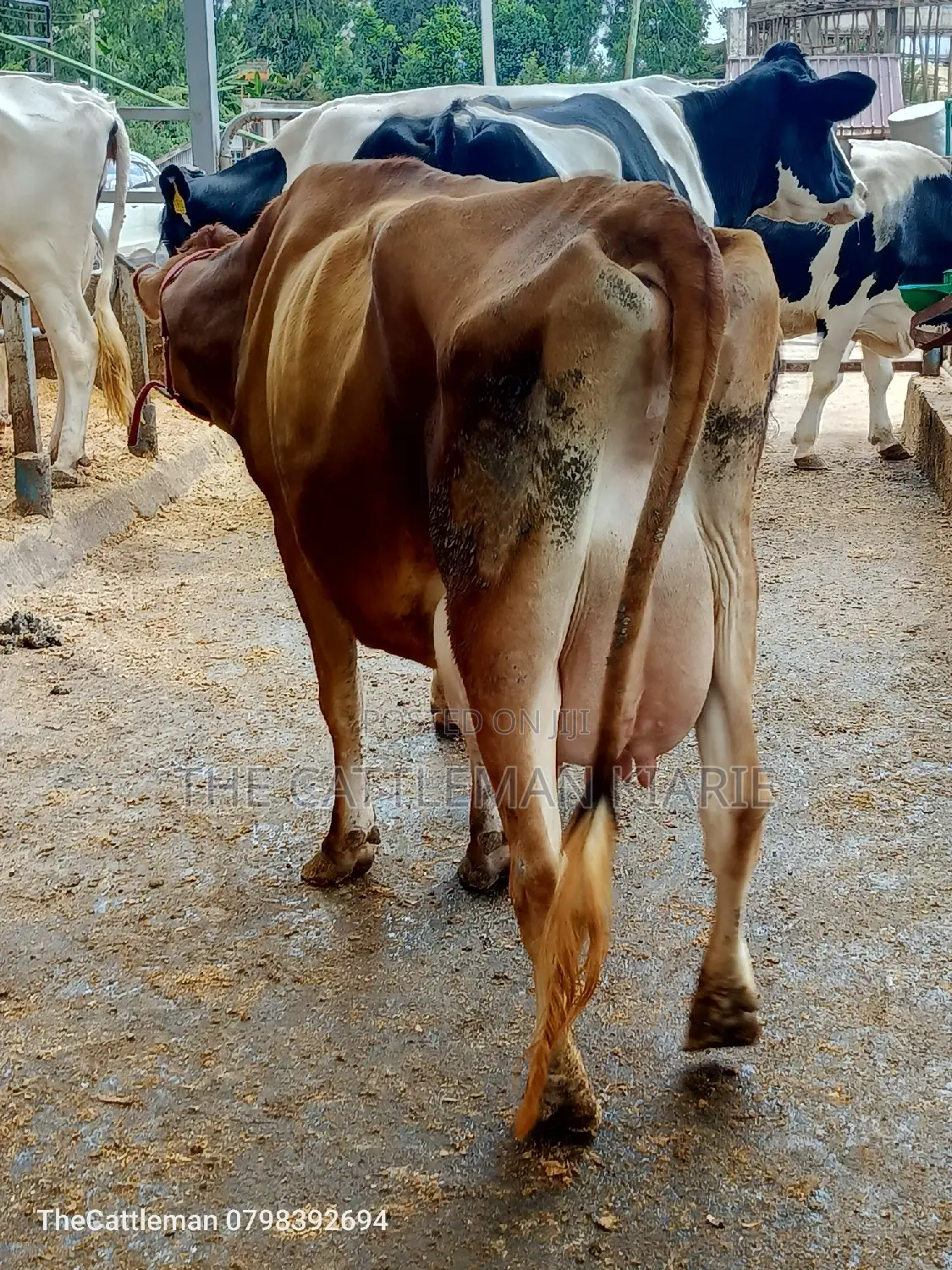 Pure Pedigree Jersey for Sale