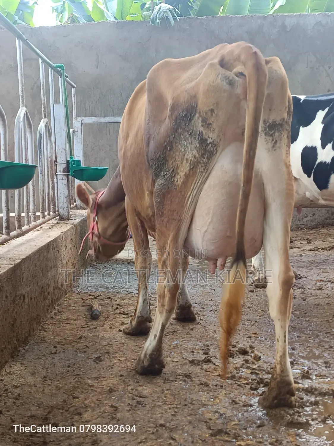 Pure Pedigree Jersey for Sale