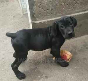 1-3 months Female Purebred Boerboel