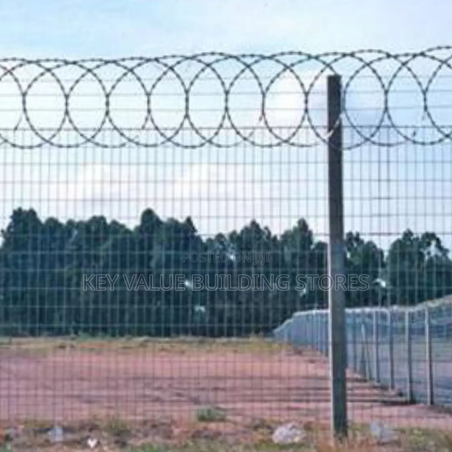 Flat Trap Razor Wire