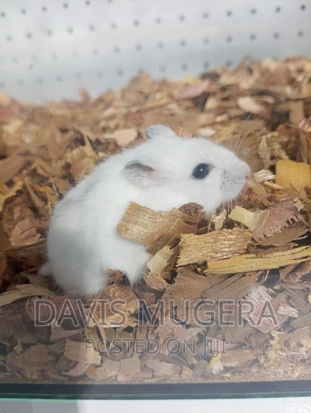 White Male Russian Dwarf Hamster - main view