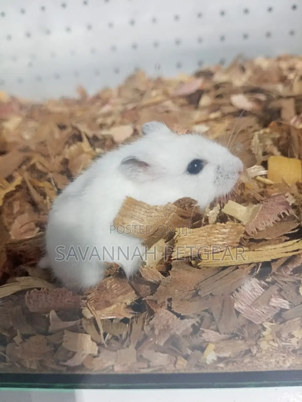 White Male Russian Dwarf Hamster