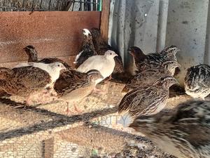 Mature Quail Birds - thumbnail 2