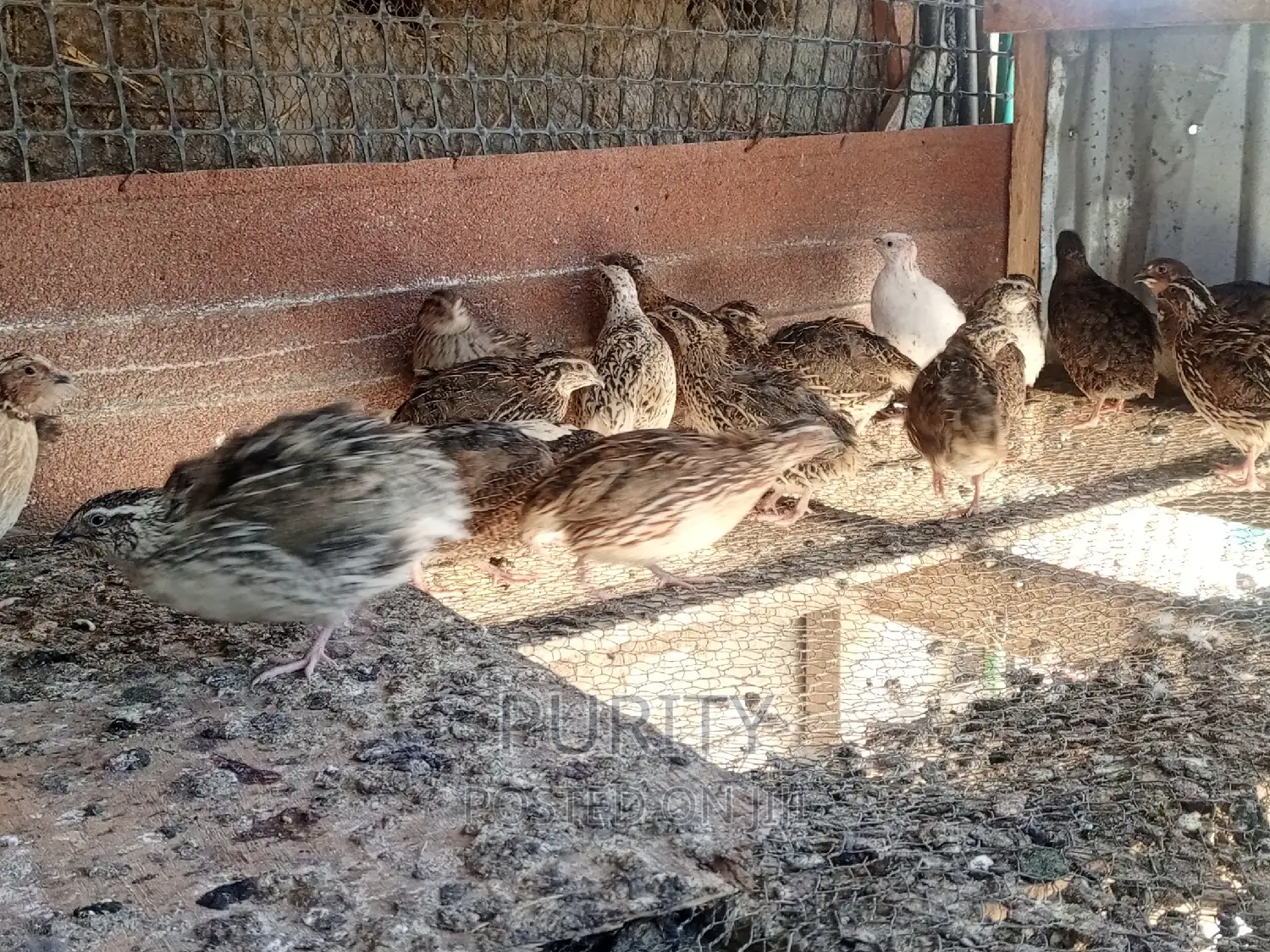 Mature Quail Birds