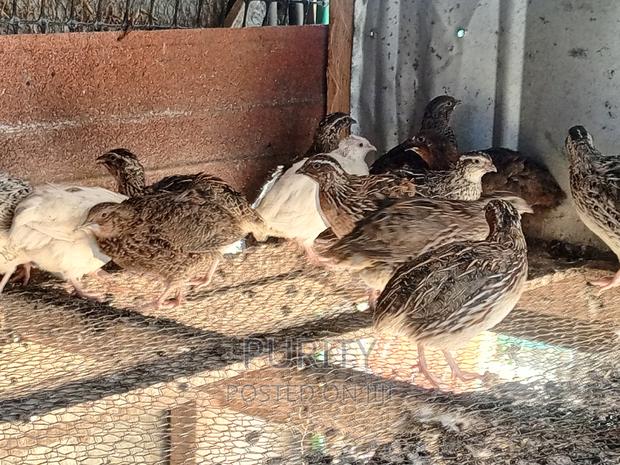 Mature Quail Birds - thumbnail 4