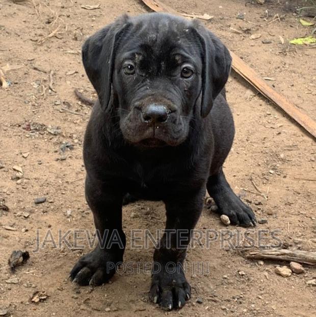 1-3 months Female Purebred Boerboel