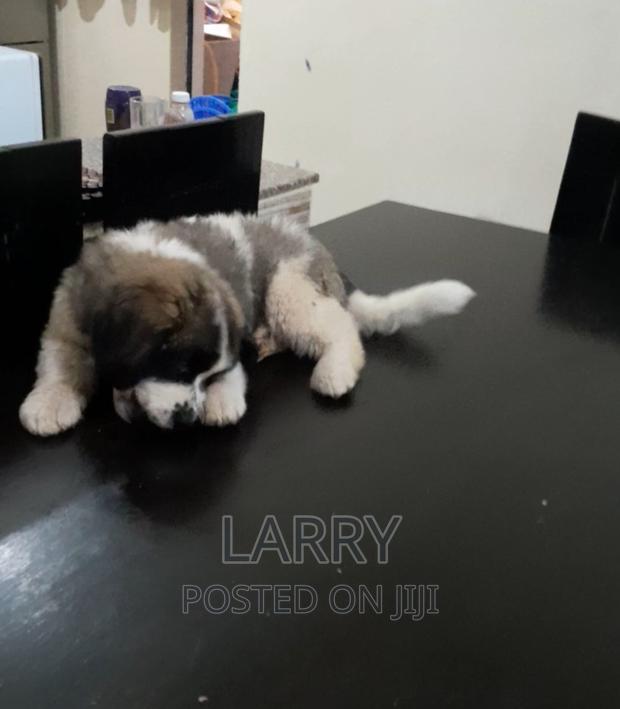1-3 months Female Purebred Saint Bernard