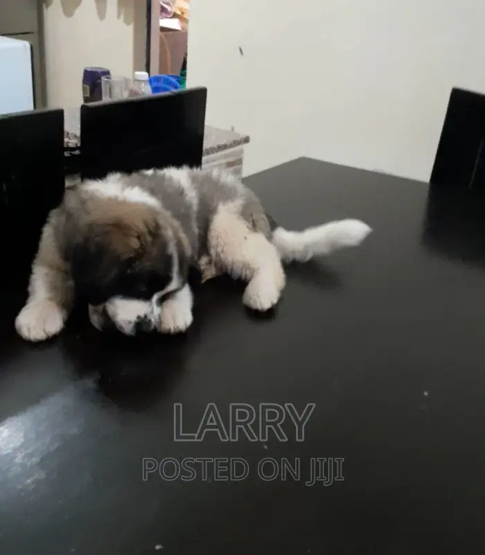 1-3 months Female Purebred Saint Bernard