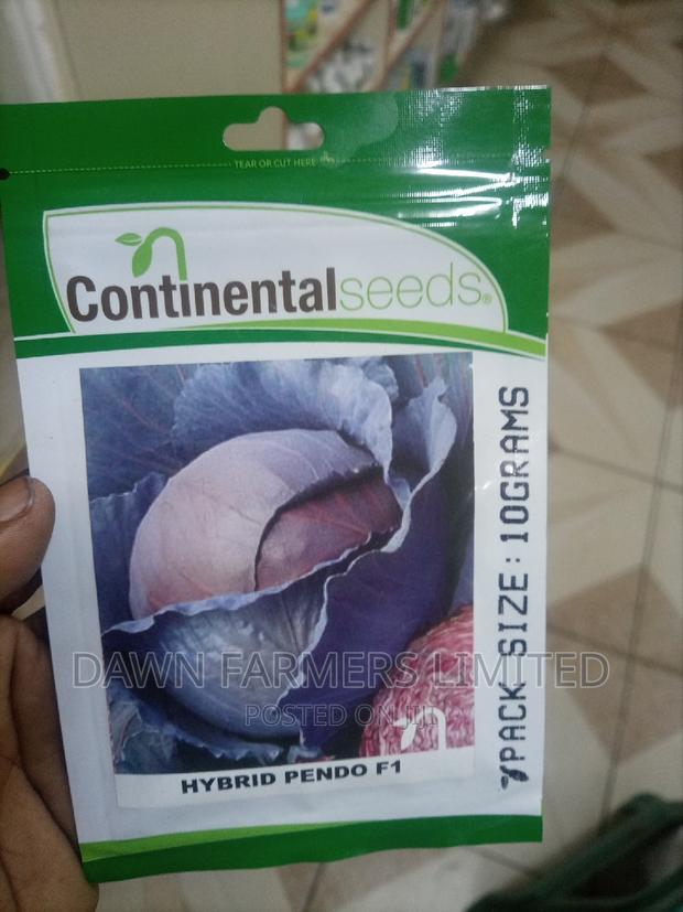 Pendo F1 Hybrid Cabbage 10gms