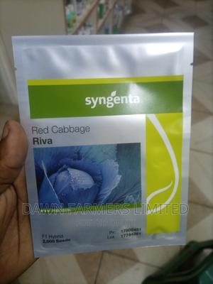 Riva Red Cabbage 2500 Seeds - main view