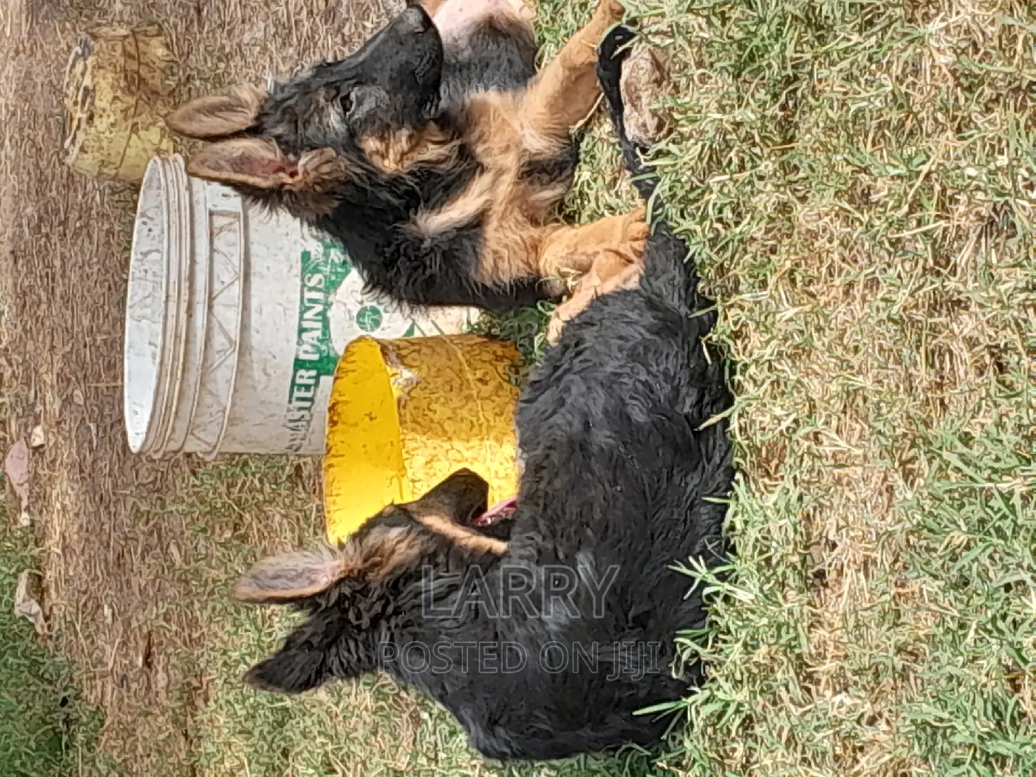 1-3 months Female Purebred German Shepherd