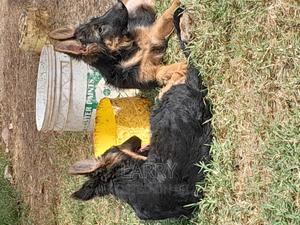1-3 months Female Purebred German Shepherd - thumbnail 2