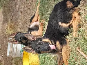 1-3 months Female Purebred German Shepherd