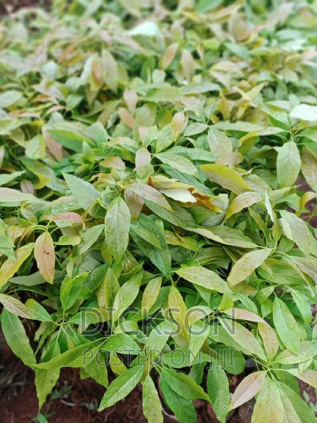 Grafted Golden Hass Seedlings - main view