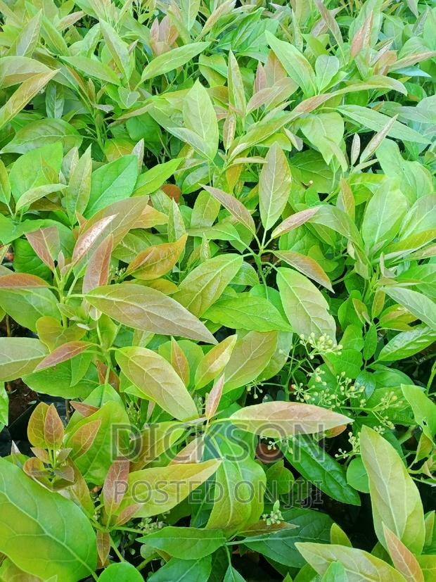 Grafted Golden Hass Seedlings - thumbnail 3