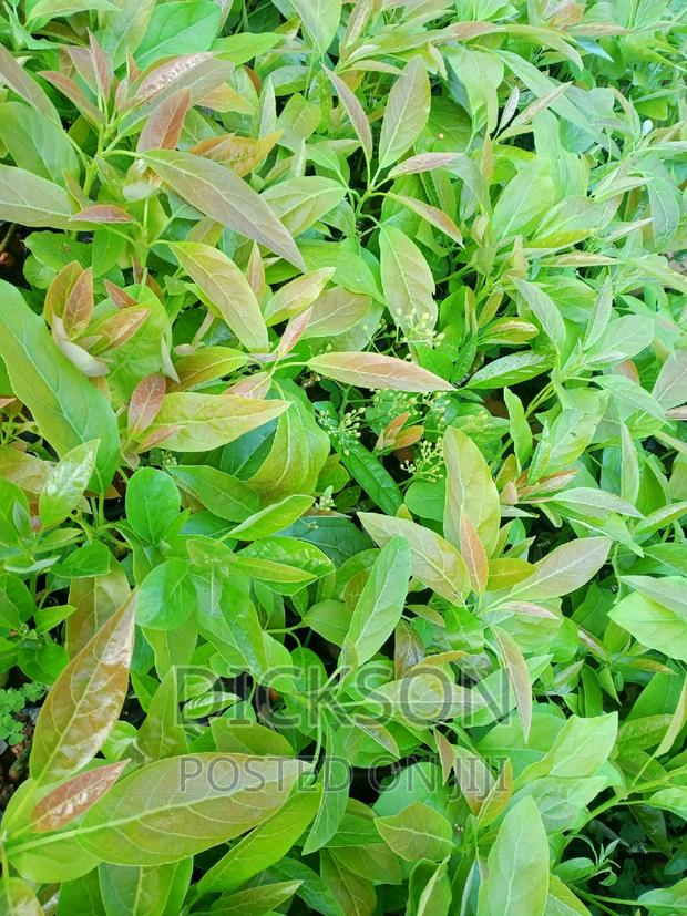 Grafted Golden Hass Seedlings - thumbnail 4