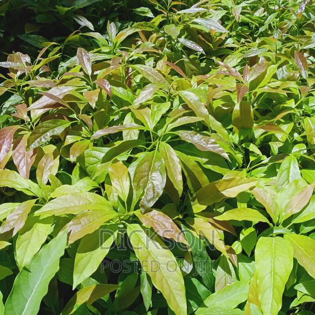 Grafted Golden Hass Seedlings - thumbnail 5