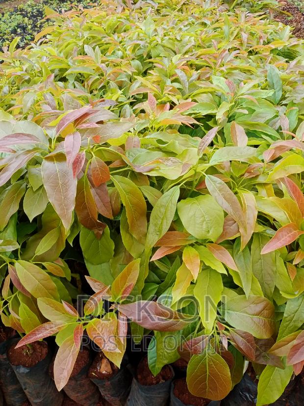 Grafted Golden Hass Seedlings - thumbnail 6