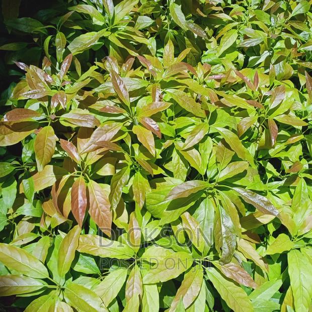 Grafted Golden Hass Seedlings - thumbnail 7