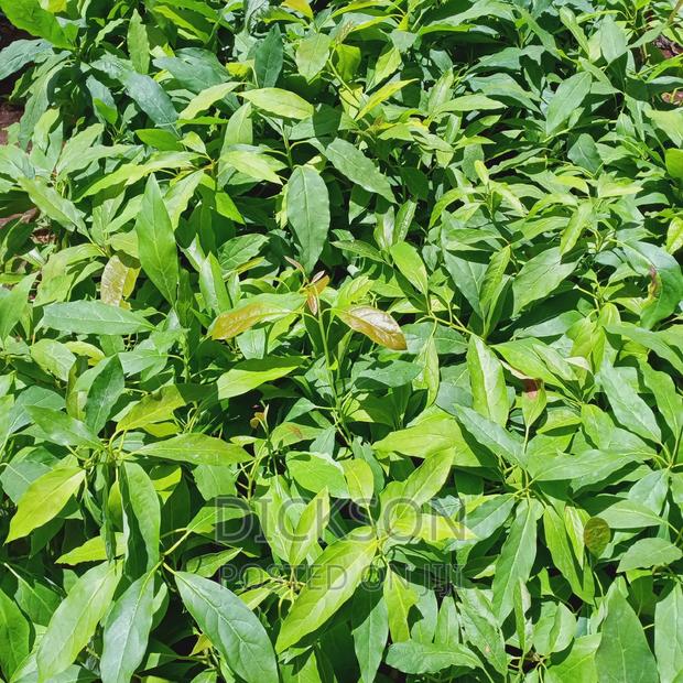 Grafted Golden Hass Seedlings - thumbnail 8