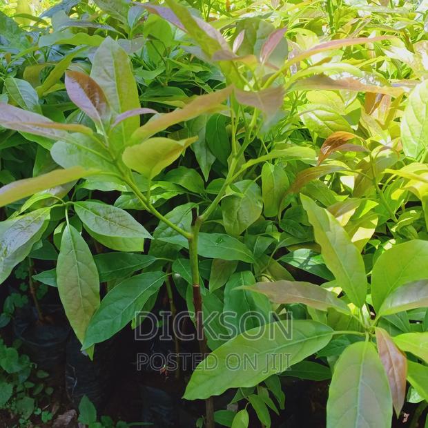 Grafted Golden Hass Seedlings - thumbnail 9