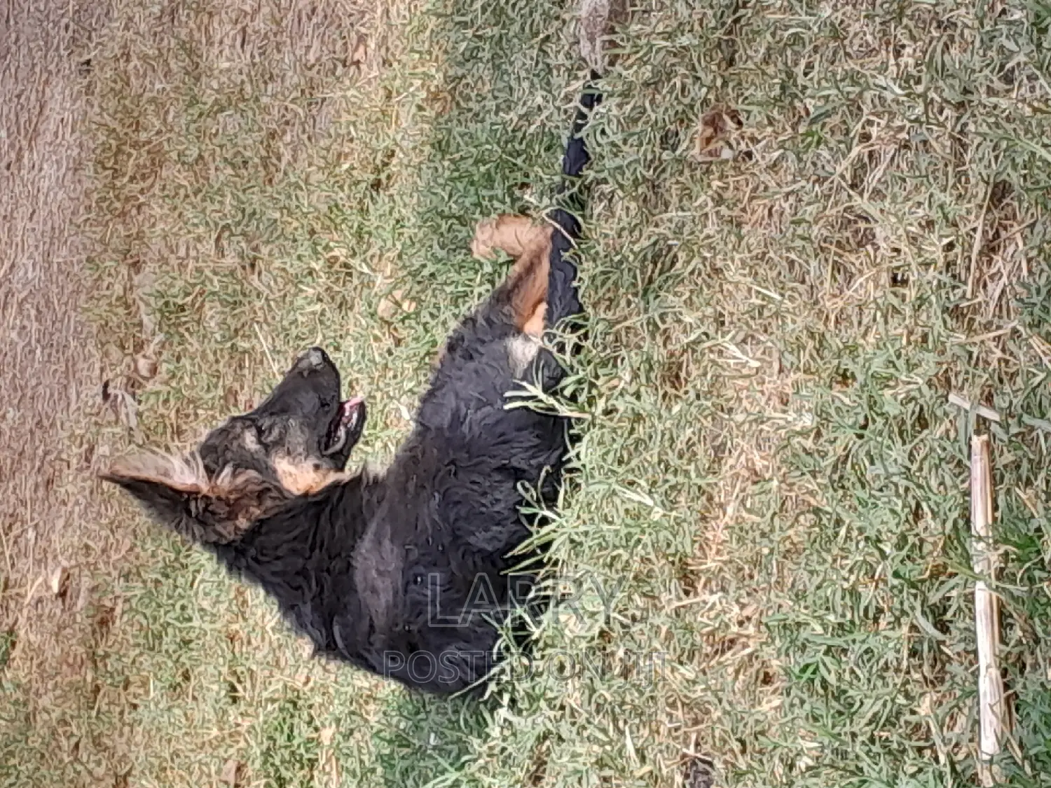 1-3 months Female Purebred German Shepherd