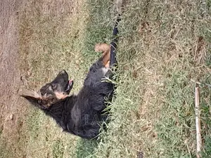 1-3 months Female Purebred German Shepherd