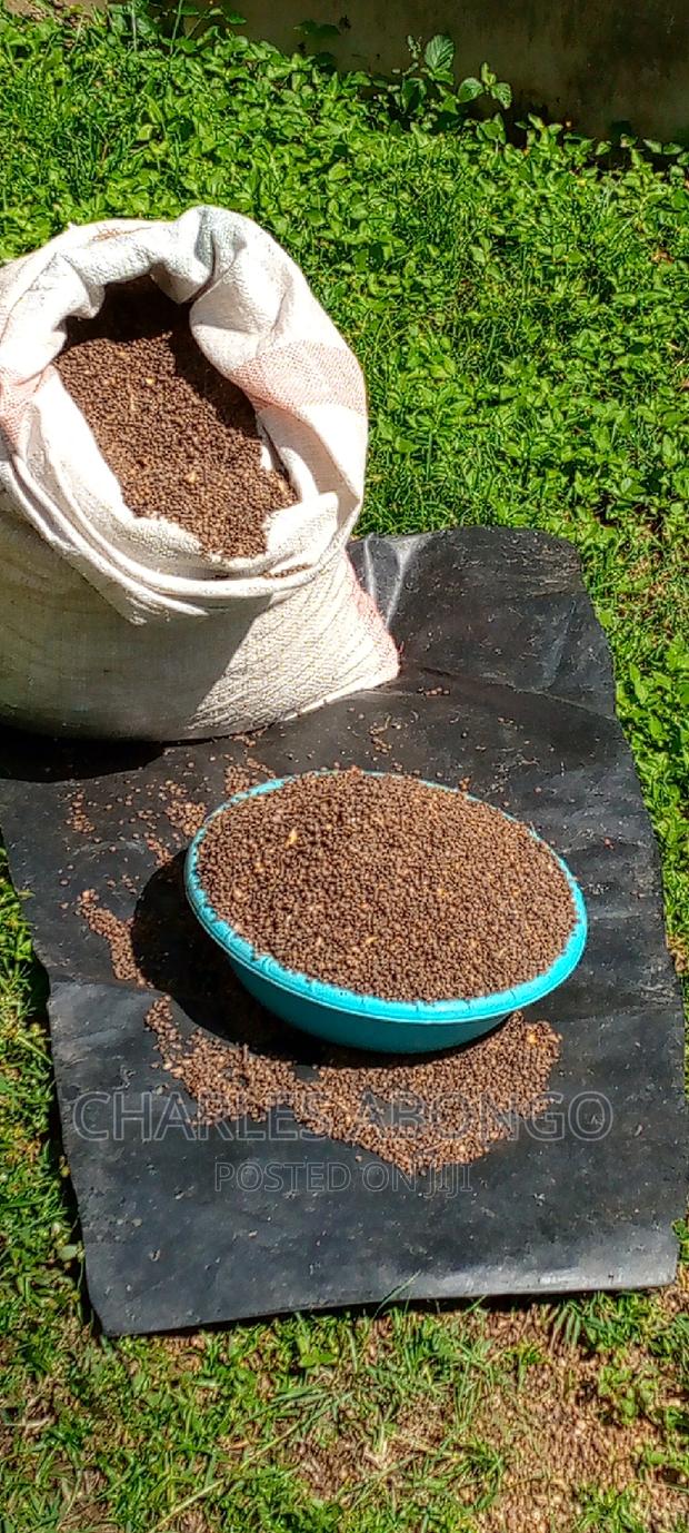 Hibiscus Seeds - main view