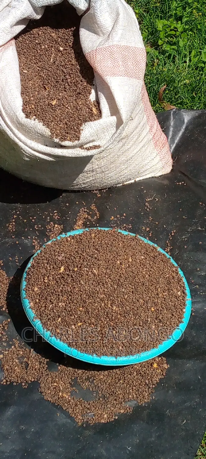 Hibiscus Seeds